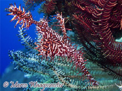 Ornate Ghost-pipefish (Canon G9, Inon D2000w) by Marco Waagmeester 